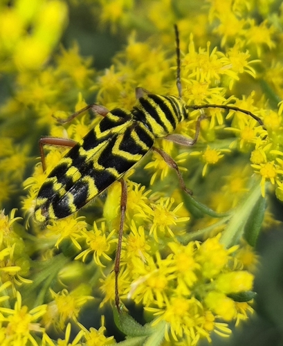 Locust Borer