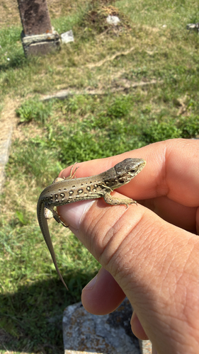 Sand Lizard