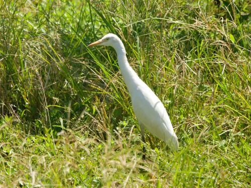 Eastern Cattle-Egret