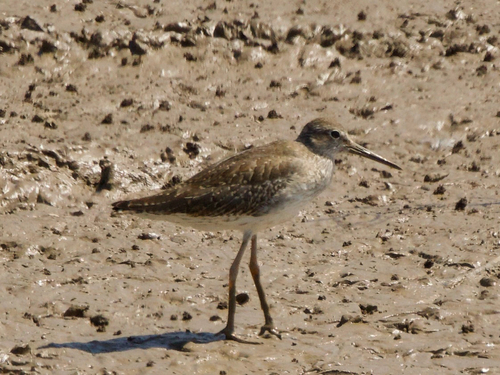 Common Redshank