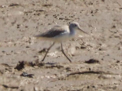 Common Greenshank