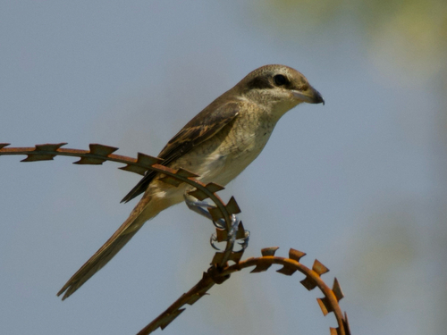 Brown Shrike