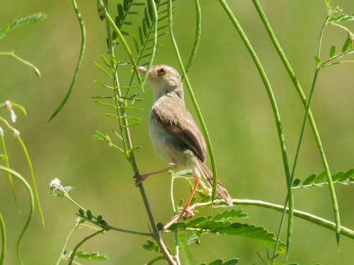 Plain Prinia