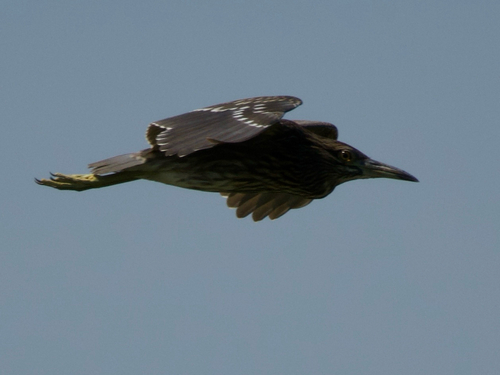 Black-crowned Night Heron