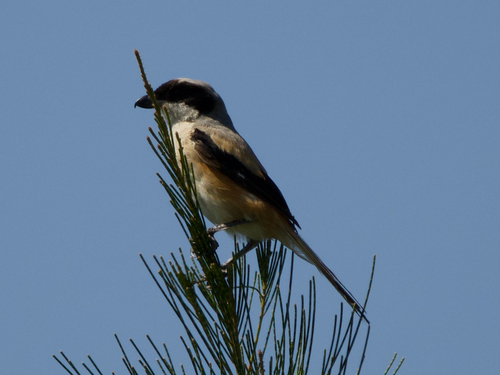 Long-tailed Shrike