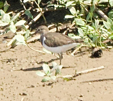 Common Sandpiper