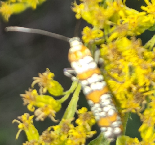 Ailanthus Webworm Moth