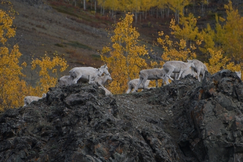 Dall's Sheep