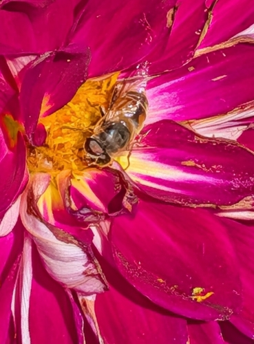 Common Drone Fly