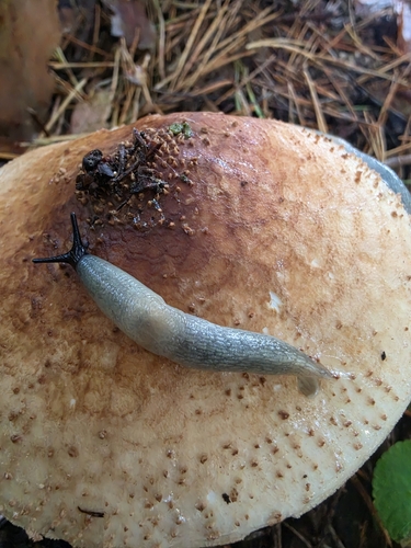 Black-headed Slug
