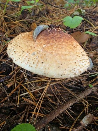 Freckled Dapperling
