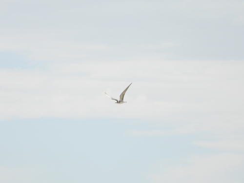 Black Tern