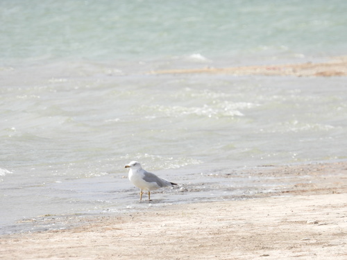Ring-billed Gull