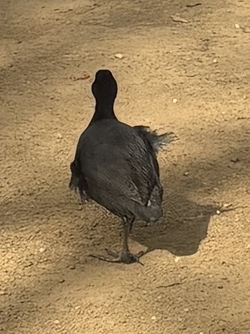 Eurasian Coot