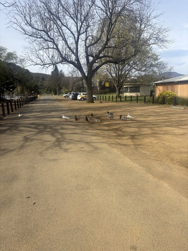 Domestic Mallard