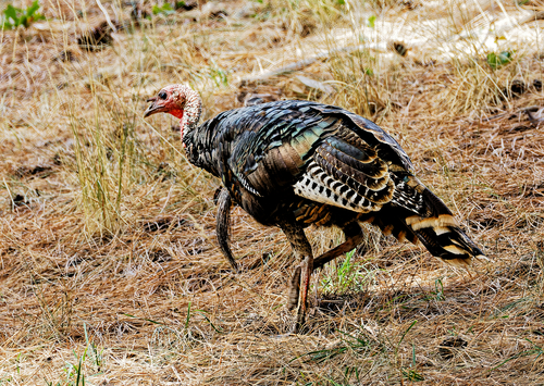 Wild Turkey