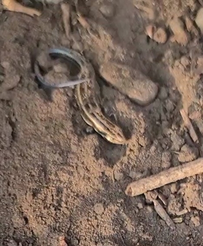 Common Five-lined Skink