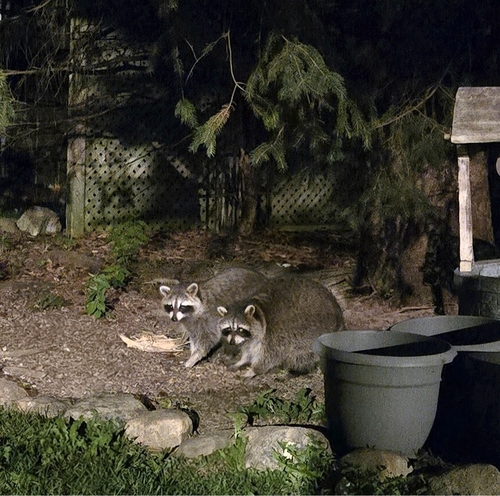 Common Raccoon