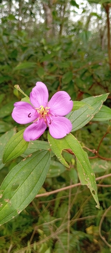 Malabar Melastome
