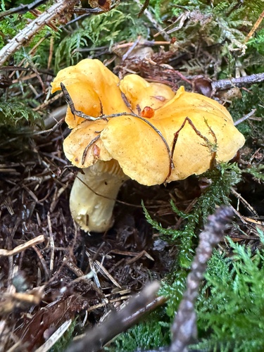 Golden Chanterelle
