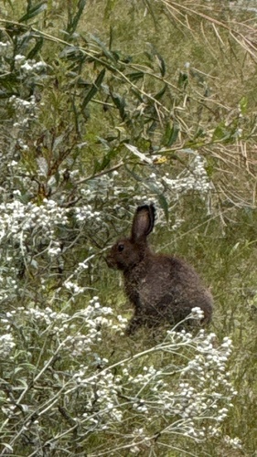 Snowshoe Hare