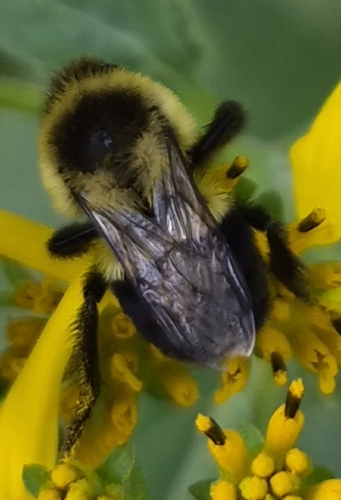 Common Eastern Bumble Bee