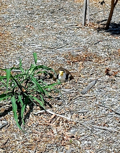 Masked Lapwing
