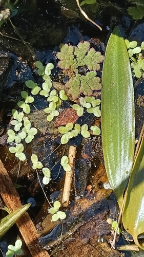 Red Azolla