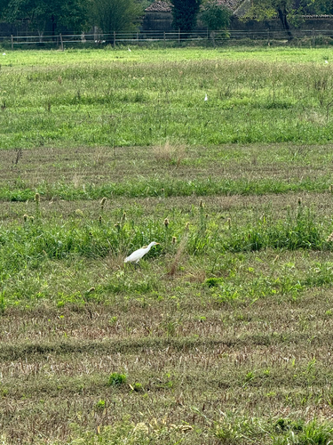 Western Cattle-Egret