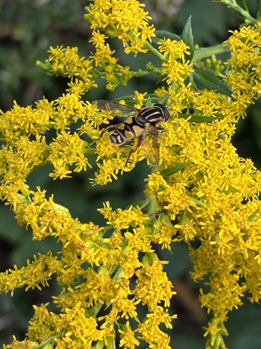 Sun Fly