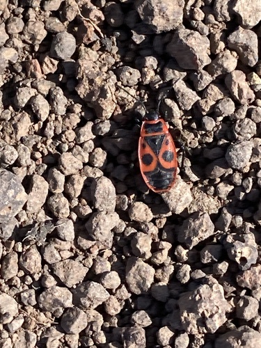 European Firebug