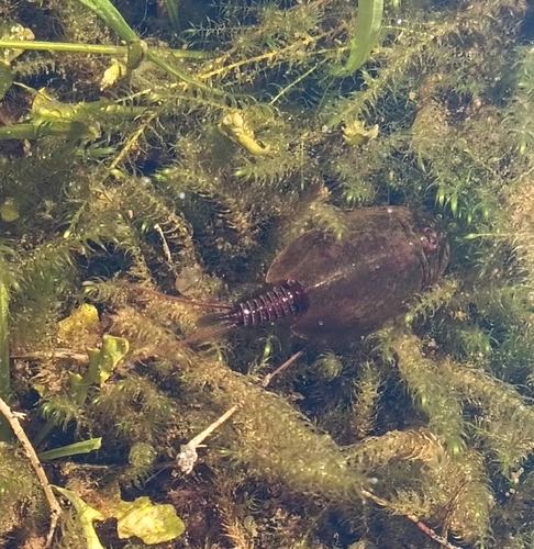 Golden Tadpole Shrimp