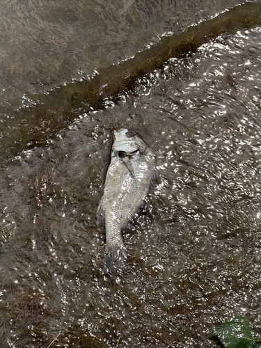 Freshwater Drum