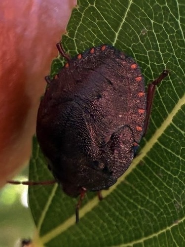 Solenosthedium bilunatum