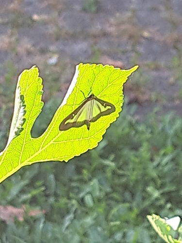 Box Tree Moth