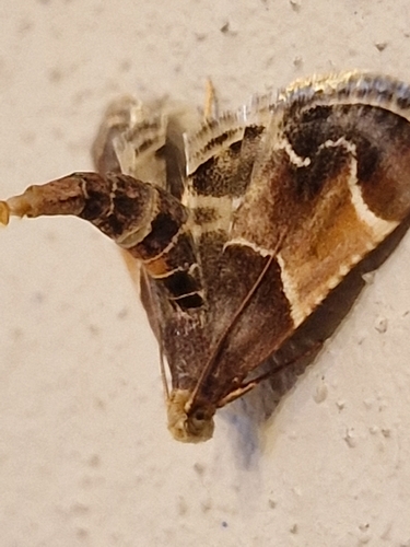Meal moth