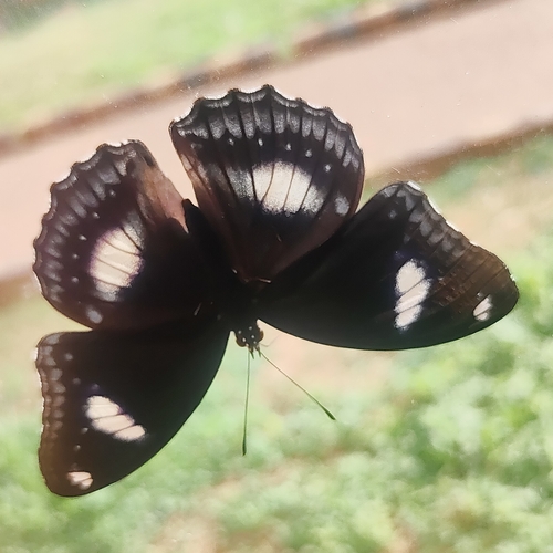 Great Eggfly
