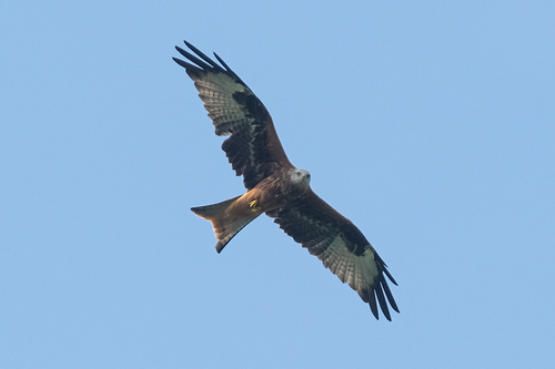 Red Kite