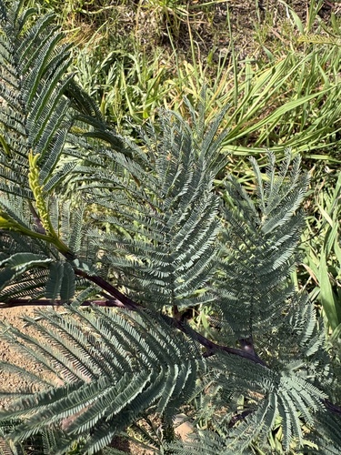 Silver wattle
