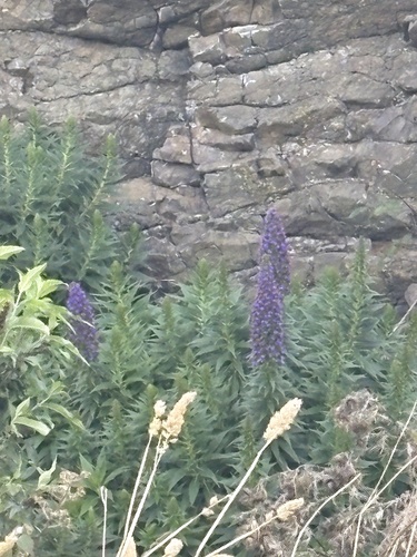 Pride of Madeira