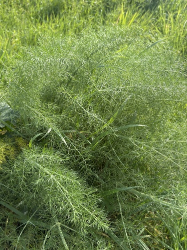 fennel