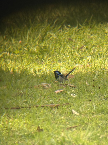 Superb Fairywren
