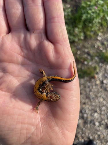 Great Crested Newt