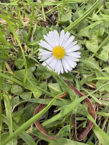 Lawn daisy