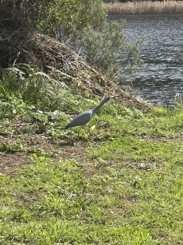 White-faced Heron