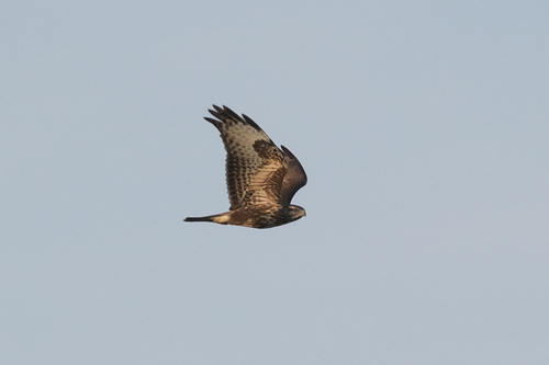 Common Buzzard