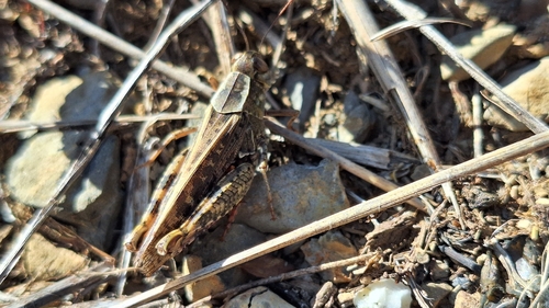 Italian locust