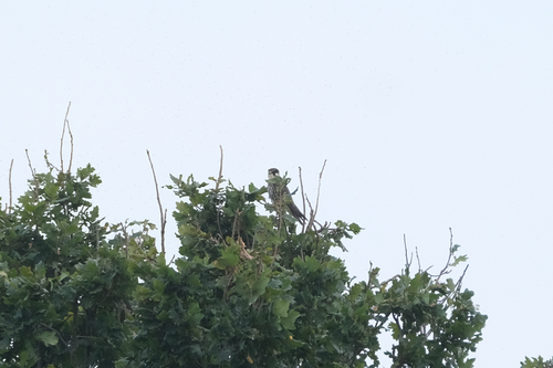 Eurasian Hobby