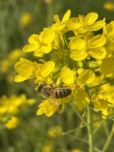 Western Honey Bee
