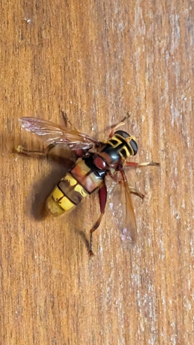 Milesia crabroniformis